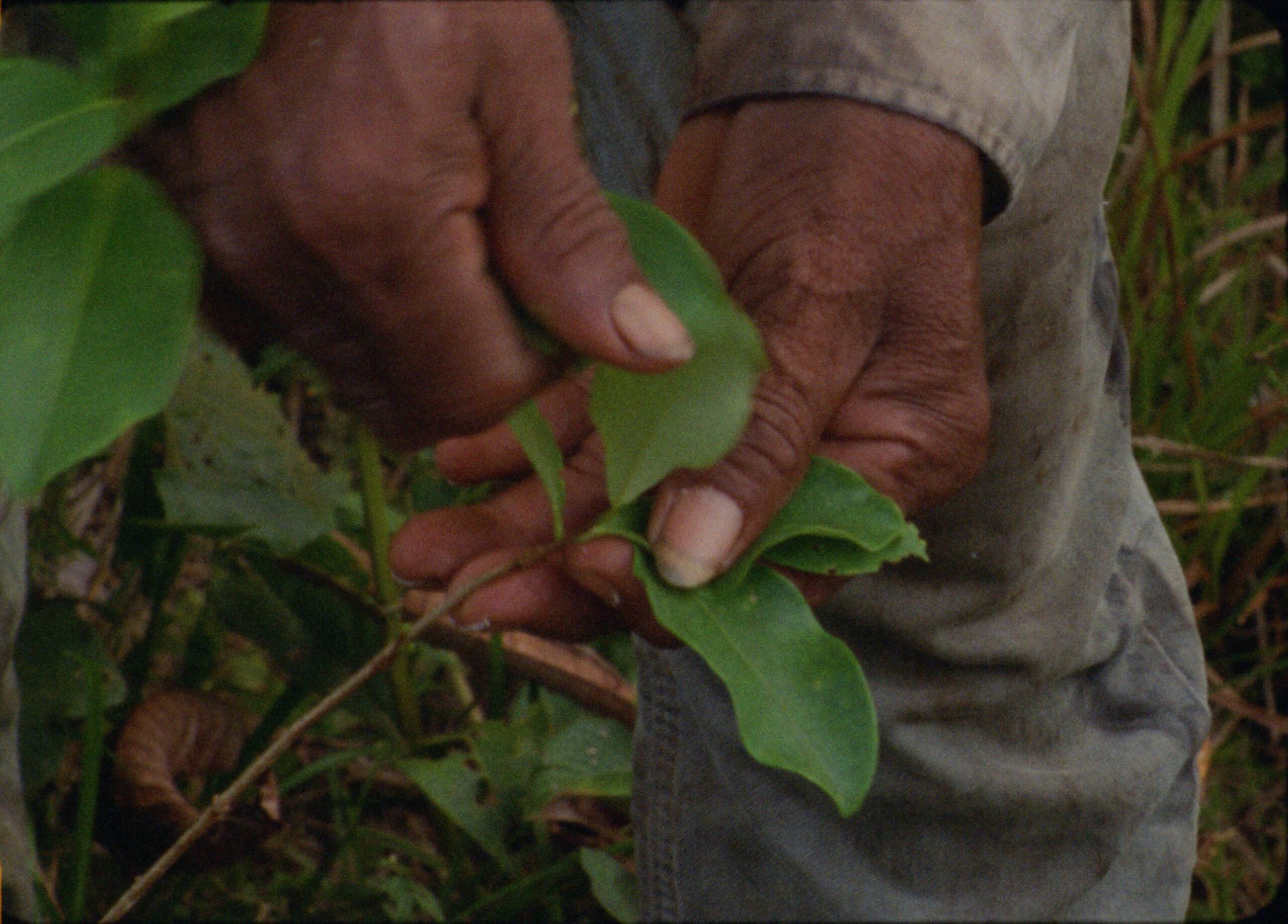 Coca Dulce Tabaco Frio